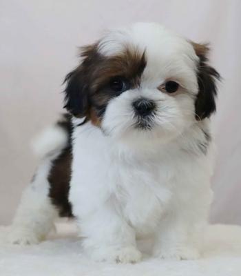Adaptable Shih Tzu puppies for sale